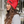 PCOT Cuffed Beanie - Embroidered