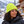 CSW 24/7 H08012 Ember Fleece-Lined Knit Cuff Toque in Intense Yellow — winter lifestyle mockup