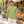 M&O 6500M Unisex Vintage Garment-Dyed T-Shirt, Aloe lifestyle view